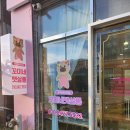 꼬미네 펫샬롱 애견미용 | 관저동애견미용 잘하는 꼬미네 펫샬롱