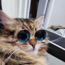 범과같이 이미지