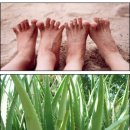 약초약국 이미지