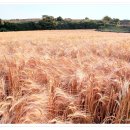 황금렌트카 이미지