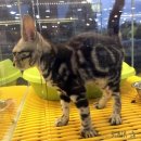 애드펫동물병원 이미지