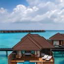 몰디브커피 이미지