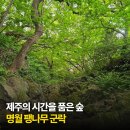 현성문화 | 8월 제주 여름 걷기 좋은 숲길 한림 명월팽나무군락을 걷다