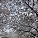 우진크리닝 | 목동 안양천 벚꽃길, 고양 정원카페 카페2865, 더현대 페레힐 팝업, 부쉐론 클리닝, strEAT 홍콩음식