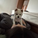 동물병원비아츠