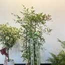 위드마롱 이미지