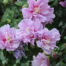 부동삼거리 이미지