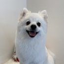 트리트멍트 이미지