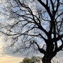 정읍시 칠보면 반곡 보건진료소 | 전북 정읍시 칠보면 산책하기 좋은 곳 고목과 노을이 함께하는 칠보천