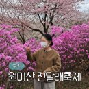 부천시청(소사-A-320) | 부천 원미산 진달래축제 4월 일정 기간 개화 주차