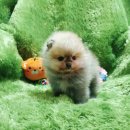 화순 토이샵 | 화순강아지분양 애견분양 샵 얼굴도 예쁜데 가격도굿 (장성 담양 곡성)