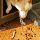 배암농장 이미지