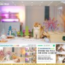 달래캐터리 | 가평고양이분양으로 맺어진 인연 한옥에 스며든 발자국