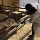 양아목장 이미지