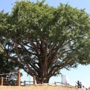 볼음저수지 이미지