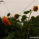 시골마당풍경