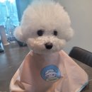 반려동물 애견 미용 이미지