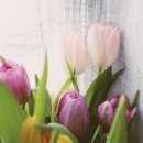 꽃을주는사람 이미지