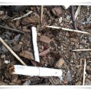 통돼지와도토리 이미지