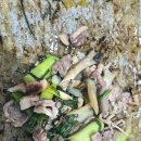 518농장 | 킨텍스맛집 김삿갓오리주물럭 파주일산본점, 푸짐한 오리주물럭 후기!