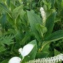 삼백초