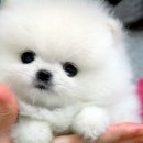 정퍼피클럽 이미지