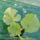 기담농장 이미지