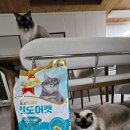 우리집 야옹이 | 나인케어 인도어 캣사료 후기 — 우리 집 야옹이 입맛에는 어떨까?