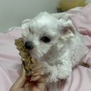 행복하개 희희멍멍 이미지