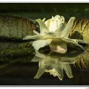 빅토리아 수련, 큰가시연꽃 (Victoria cruziana) 이미지