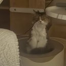 함께냥 대전점 | 대전 고양이 무마취 미용 [함께냥 대전점] - 페르시안친칠라 내돈내산 후기