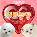 김천연합동물병원 | 김천랙돌분양, 상담해보면 생각이 바뀌는 이유