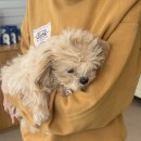 비플루피 이미지