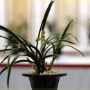 꽃보다아름다운당신 이미지