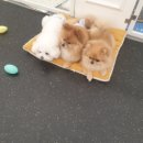 SM펫살롱 이미지