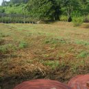 신품종-묘목밭 평탄작업 준비 이미지