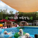GS25방학공원점 | 마포구 댕댕이 물놀이장/난지한강 공원 반려견캠핑장/기마누의 여름방학