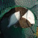 고하대로 672 ~672-1 이미지