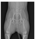 올케어 동물의료센터 이미지