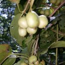 머루다래 이미지