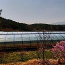 산신령구기자