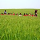 밀밭사이 이미지