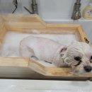 메리몰펫샵 안락점 네이버블로그