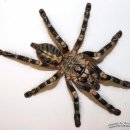 아이보리 오너멘탈 하이랜드폼 (Poecilotheria subfusca) 이미지