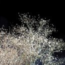 달랏(DA LAT) Daum카페