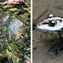 도롱뇽