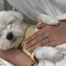 멍지중지 이미지