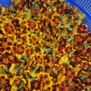 메리골드 이미지