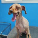 개편한 애견미용 이미지