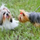 위즈동물병원 이미지